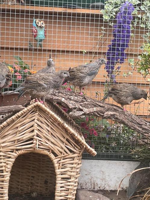 Californische kuifkwartel koppels, Dieren en Toebehoren, Vogels | Overige Vogels, Tropenvogel, Meerdere dieren