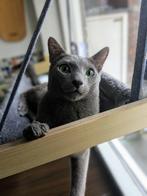 Dekkater Blauwe Rus met stamboom, Dieren en Toebehoren, Katten en Kittens | Raskatten | Korthaar, Kater, Gechipt, 0 tot 2 jaar