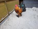 Sabelpootkriel haan porselein, Dieren en Toebehoren, Pluimvee, Mannelijk, Kip