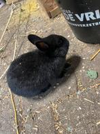 Dwerg konijn, Dieren en Toebehoren, Konijnen