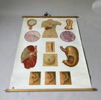 Anatomie, schoolplaten, Antiek en Kunst, Antiek | Schoolplaten, Ophalen, Natuur en Biologie