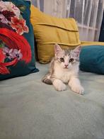 Zachtaardig lichtgrijs katertje zoekt zijn forever home!, Dieren en Toebehoren, Katten en Kittens | Overige Katten, Kater