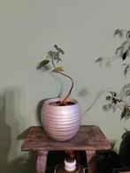 Bonsai Bodhiboom Ficus Religiosa, Huis en Inrichting, Woonaccessoires | Zuilen en Pilaren, Ophalen, Zo goed als nieuw