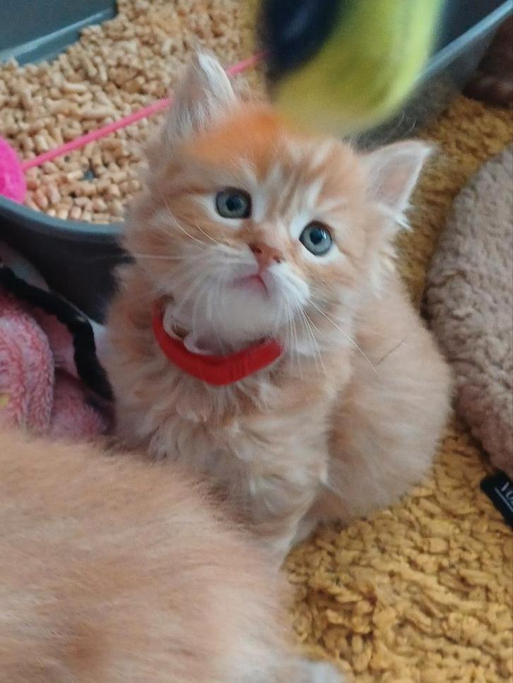 Perzische x Maine Coon/Ekh kittens, Dieren en Toebehoren, Katten en Kittens | Raskatten | Korthaar, Meerdere dieren, Gechipt, Ontwormd