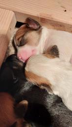 Jack Russell/Maltipoo pups, Dieren en Toebehoren, Honden | Jack Russells en Terriërs, Parvo, Jack Russell Terriër, 8 tot 15 weken