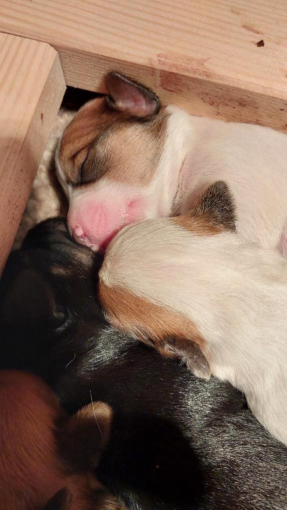 Jack Russell/Maltipoo pups, Dieren en Toebehoren, Honden | Jack Russells en Terriërs, Meerdere dieren, Jack Russell Terriër, Particulier