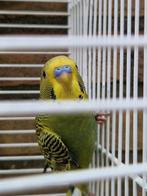 parkiet jong grasparkiet vogel kooi volière, Dieren en Toebehoren, Meerdere dieren, Parkiet, Geringd
