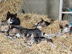 Mooie kittens te koop, Dieren en Toebehoren, Katten en Kittens | Overige Katten, Meerdere dieren, Kortharig, 0 tot 2 jaar