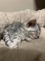 Zilver bengaal kittens!, Dieren en Toebehoren, Meerdere dieren, Ontwormd, 0 tot 2 jaar