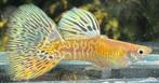 ️🟨Uniek‼️Galaxy Blond Multicolor Tail Guppen🟨, Vis, Zoetwatervis, Schoolvis