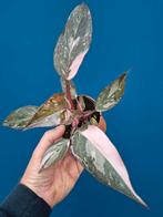 Philodendron Pink Princess Marble p9 (5)