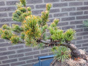 pinus parviflora goyku kasen, seedling beschikbaar voor biedingen