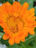 Goudsbloem Oranje, Ophalen of Verzenden, Voorjaar, Volle zon, Zaad