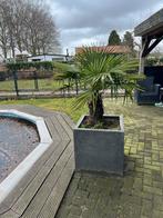 Palmboom in pot, Overige soorten, Volle zon, Vaste plant, Ophalen of Verzenden