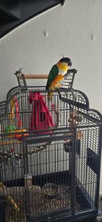 Caique te koop, Dieren en Toebehoren, Vrouwelijk, Papegaai