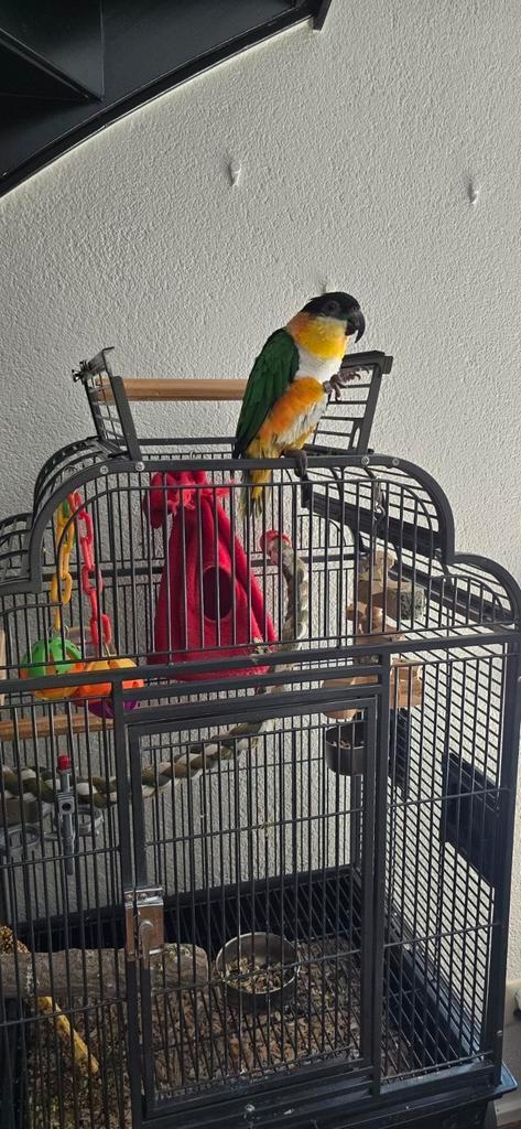 Caique te koop, Dieren en Toebehoren, Vogels | Parkieten en Papegaaien, Papegaai, Vrouwelijk