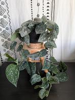 Scindapsus Silvery Ann, Ophalen, Halfschaduw, Minder dan 100 cm