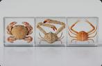 Opgezette craben in hars taxidermie opgezette dieren, Verzamelen, Ophalen of Verzenden, Nieuw, Vogel, Opgezet dier