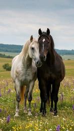 Gezocht: verzorg-/rijpony of paard in omgeving Oosterhout, Dieren en Toebehoren, Paarden en Pony's | Overige Paardenspullen, Ophalen of Verzenden