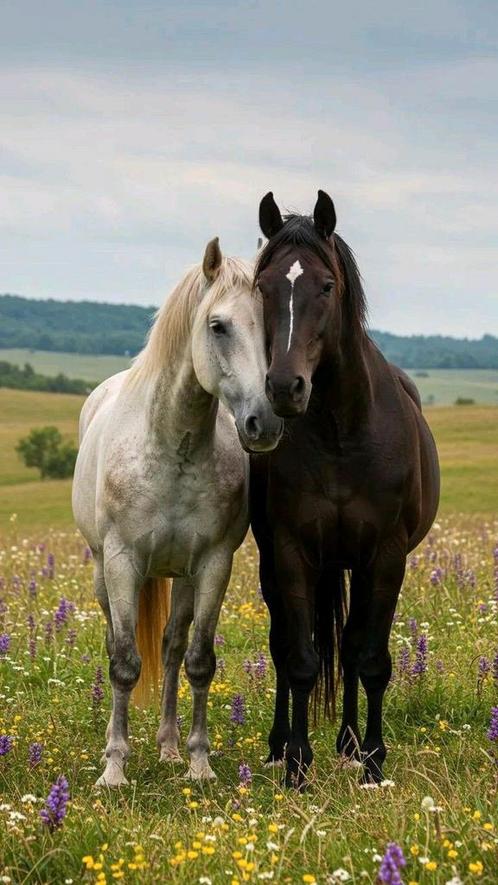 Gezocht: verzorg-/rijpony of paard in omgeving Oosterhout, Dieren en Toebehoren, Paarden en Pony's | Overige Paardenspullen, Ophalen of Verzenden