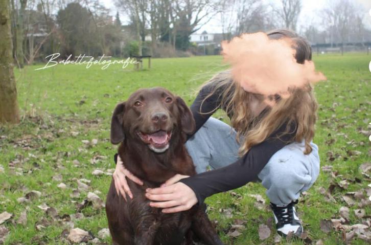 Lieve en goede hondenuitlaatservice aangeboden!, Dieren en Toebehoren, Paarden en Pony's | Verzorgingsproducten, Zo goed als nieuw