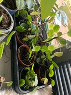 Pannenkoek plantjes, Ophalen of Verzenden, Halfschaduw, Minder dan 100 cm