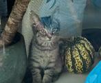Kitten, Dieren en Toebehoren, Katten en Kittens | Overige Katten, Poes, Kortharig, 0 tot 2 jaar
