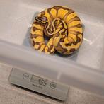 1.0 super pastel enchi disco het pied
50% het rainbow, Slang, Tam, 0 tot 2 jaar