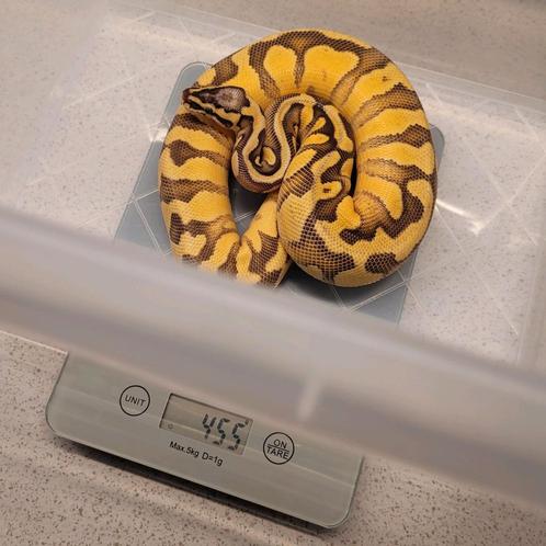 1.0 super pastel enchi disco het pied
50% het rainbow, Dieren en Toebehoren, Reptielen en Amfibieën, Slang, 0 tot 2 jaar, Tam