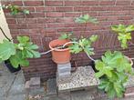 Vijgplant Brow Turkey, Tuin en Terras, Ophalen, Vijgenboom