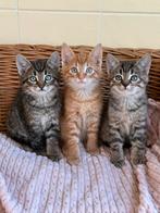 Lieve kittens aangeboden, Dieren en Toebehoren, Katten en Kittens | Overige Katten, Meerdere dieren