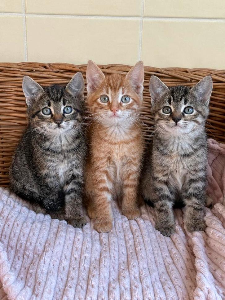 Lieve kittens aangeboden, Dieren en Toebehoren, Katten en Kittens | Overige Katten, Meerdere dieren