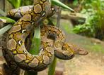 Netpython retic python nk2024, Dieren en Toebehoren, Reptielen en Amfibieën, Slang, 0 tot 2 jaar
