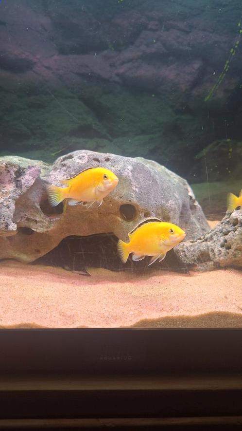 Labidochromis caeruleus malawi cichliden, Dieren en Toebehoren, Vissen | Aquariumvissen, Zoetwatervis, Vis, Schoolvis