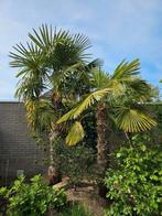 3 Wintervaste palmbomen, Zomer, Volle zon, 250 tot 400 cm, Ophalen