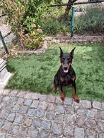 Lieve sociale doberman Asja, Dieren en Toebehoren, Rabiës (hondsdolheid), Overige rassen, Teef, Eén hond