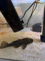 Hypostomus plecostomus, Dieren en Toebehoren, Vis