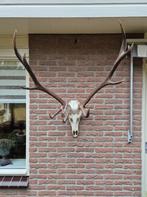 Mooi Groot Edelhert Gewei Jacht Mancave Jacht Hut e21, Verzamelen, Dierenverzamelingen, Ophalen, Zo goed als nieuw, Hert, Gewei of Kop