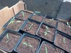 Tomatenplanten, Tuin en Terras, Planten | Tuinplanten, Ophalen, Volle zon, Groenteplanten, Eenjarig