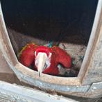 Groenvleugel ara, Mannelijk, Papegaai