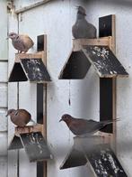 Tropische duiven, Dieren en Toebehoren, Meerdere dieren, Overige soorten