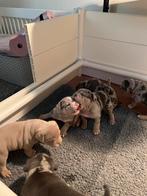 Exotic/Pocket American Bully Pups, Dieren en Toebehoren, Honden | Bulldogs, Pinschers en Molossers, Overige rassen, CDV (hondenziekte)