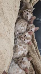 Bengaal kittens nog 1 poesje beschikbaar charcoal marble, Dieren en Toebehoren, Katten en Kittens | Raskatten | Korthaar, Meerdere dieren