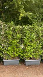 Kant en klare haag deutzia in bloei van €125 nu voor €100, Tuin en Terras, Planten | Struiken en Hagen, Ophalen, Overige soorten