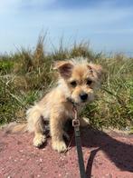 Jack Russel pup, Dieren en Toebehoren, Honden | Jack Russells en Terriërs, Rabiës (hondsdolheid), Jack Russell Terriër, Reu, 8 tot 15 weken