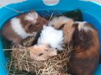 3 lieve cavia beertjes, Dieren en Toebehoren, Knaagdieren, Augustus, Mannelijk, Cavia