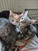 Zwart katertje  te koop   vandaag ophalen 50 euro, Meerdere dieren