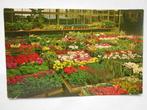 Aalsmeer kistjes klaar staande bloemen planten op de veiling, 1940 tot 1960, Noord-Holland, Ongelopen, Ophalen of Verzenden