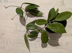 Hoya carnosa, Ophalen of Verzenden, Overige soorten, Minder dan 100 cm