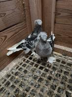 Takla, Dieren en Toebehoren, Vogels | Duiven, Meerdere dieren, Overige soorten